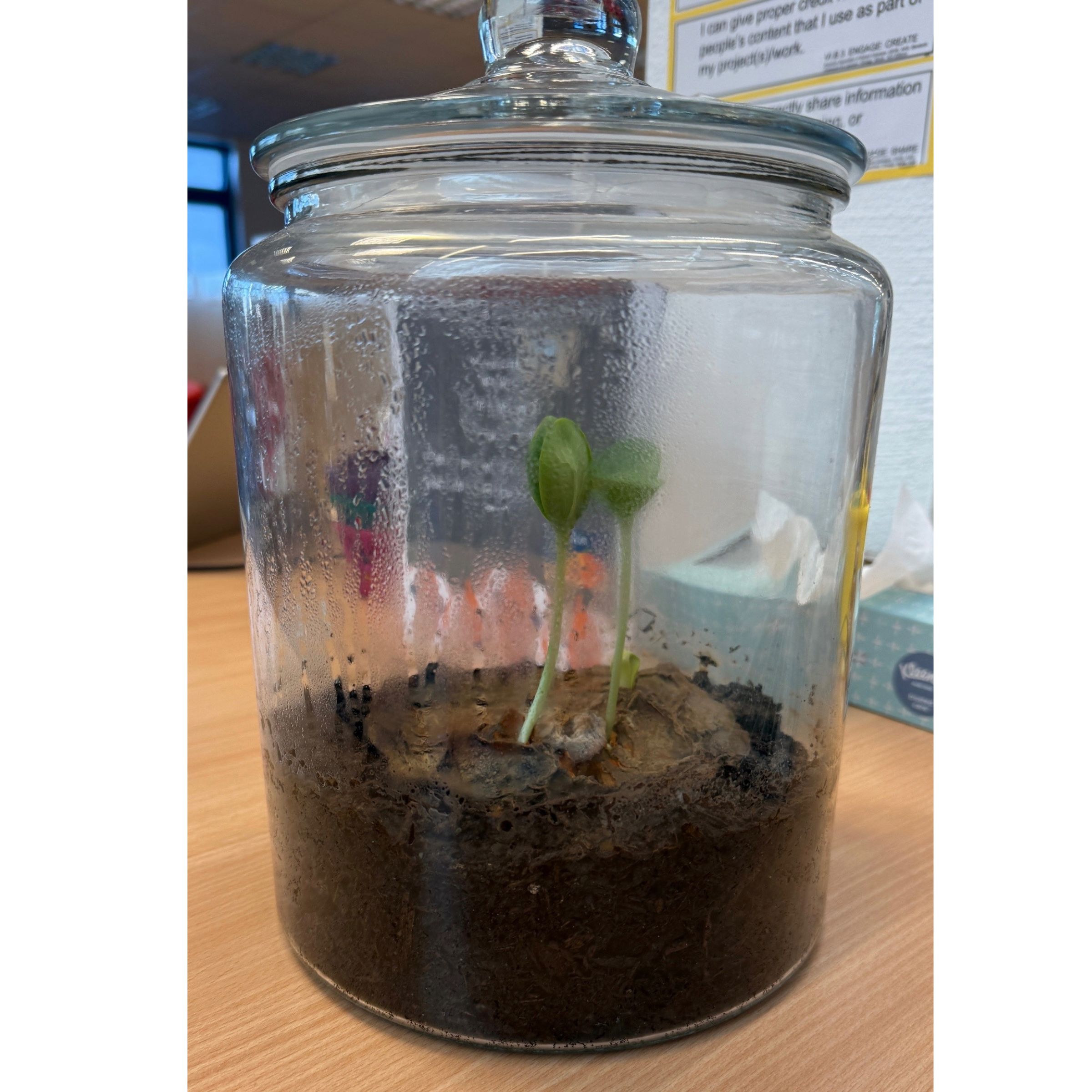 picture of pumpkin Jack Sprouting